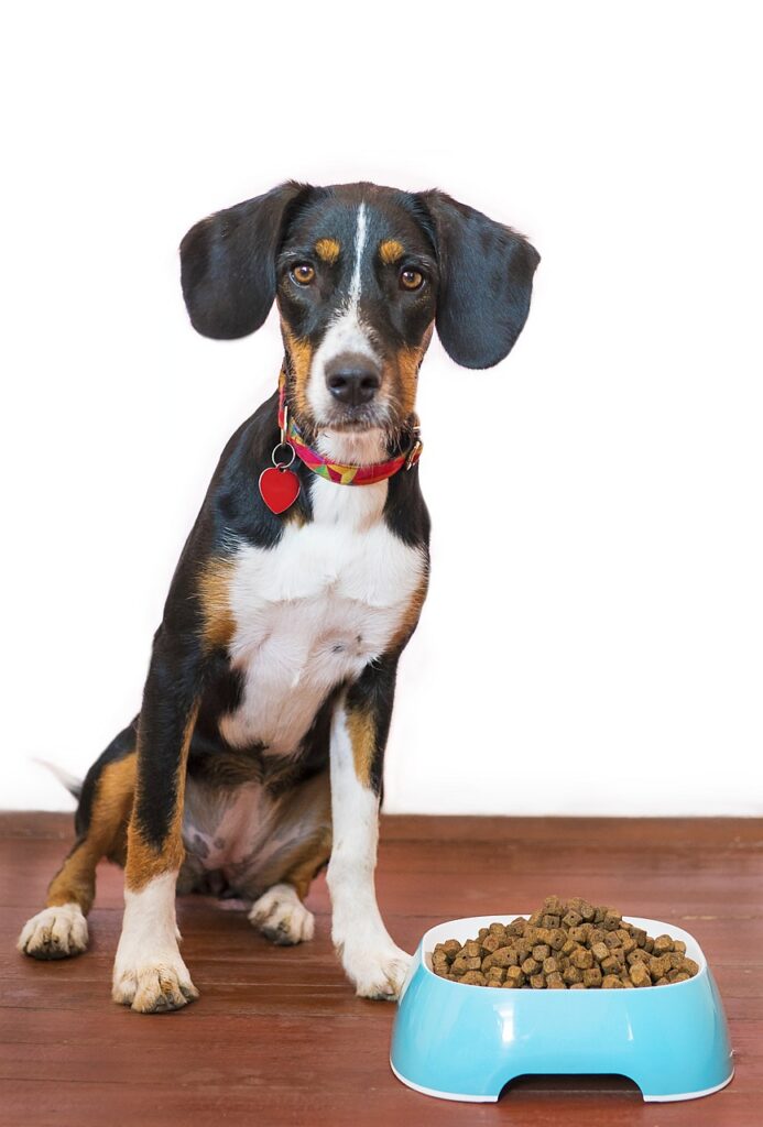 dog, pet, animal, food, bowl, kibble, paws, treat