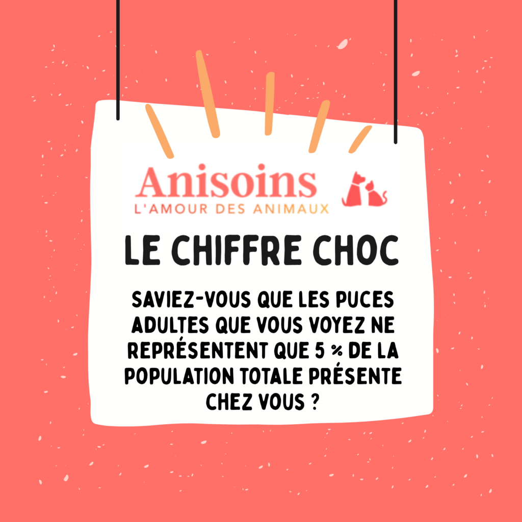Chiffre choc sur les puces adultes