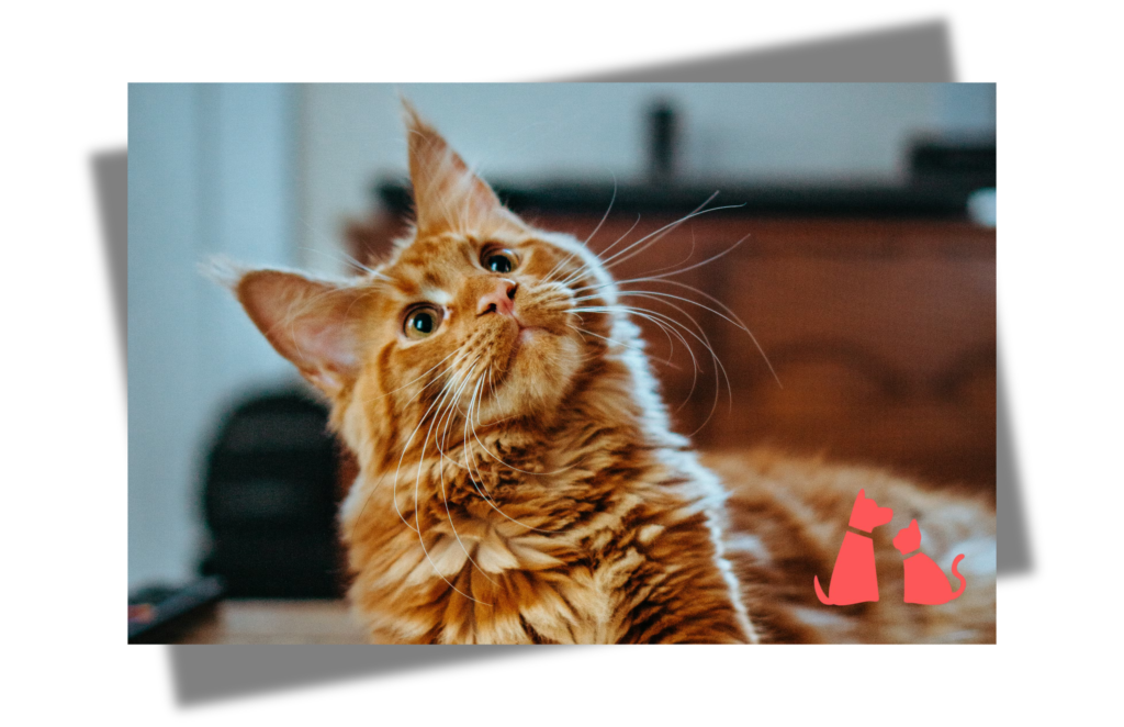 Vous vous demandez ce que cherche à vous dire votre compagnon ? Voici un guide complet pour décoder les 10 comportements essentiels de votre chat