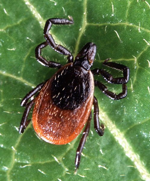 Les tiques peuvent transmettre la maladie de Lyme. La prévention reste le meilleur moyen.
